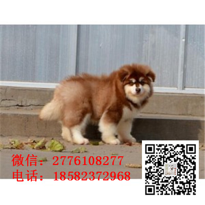钦州哪里有卖阿拉斯加犬 阿拉斯加雪橇犬巨型