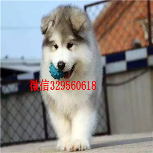 漯河阿拉斯加幼犬哪里的纯种健康 阿拉斯加幼