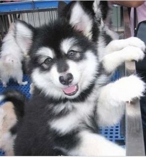 重庆阿拉斯加犬多少钱重庆阿拉斯加雪橇犬多少