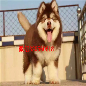 潍坊哪里有卖阿拉斯加  巨型阿拉斯加多少钱  