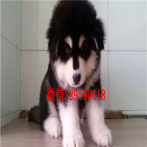 萍乡哪里卖阿拉斯加十字脸阿拉斯加灰色阿拉斯