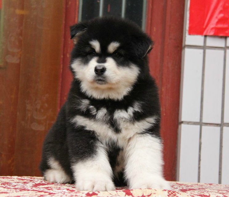 十堰巨型阿拉斯加怎么卖的 十堰灰色阿拉斯加