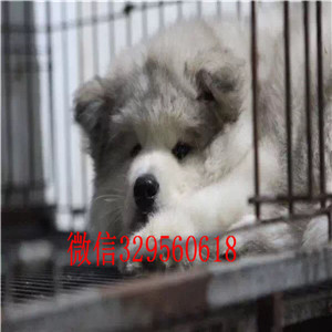 延边州哪里有卖阿拉斯加犬阿拉斯加犬舍巨型熊版阿拉斯加犬