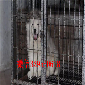 延边州哪里有卖阿拉斯加犬阿拉斯加犬舍巨型熊