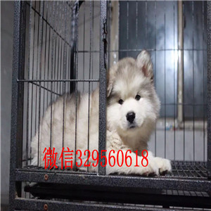 延边州哪里有卖阿拉斯加犬阿拉斯加犬舍巨型熊版阿拉斯加犬