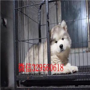 延边州哪里有卖阿拉斯加犬阿拉斯加犬舍巨型熊版阿拉斯加犬
