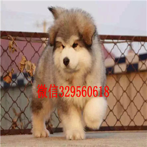 铁岭哪里能买到阿拉斯加阿拉斯加犬舍赛级阿拉