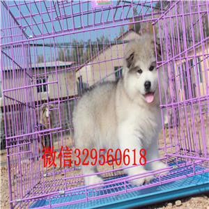 镇江出售纯种巨型阿拉斯加灰色阿拉斯加赛级阿