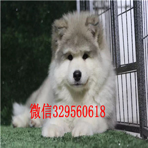 广元哪里能买到纯种阿拉斯加纯种的阿拉斯加多少钱阿拉斯加能长多少斤阿拉斯加图片