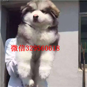 福州哪里能买到纯种阿拉斯加阿拉斯加犬舍出售