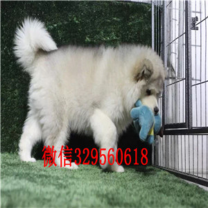 广元哪里能买到纯种阿拉斯加纯种的阿拉斯加多少钱阿拉斯加能长多少斤阿拉斯加图片