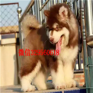 铁岭哪里有卖阿拉斯加纯种的阿拉斯加多少钱出