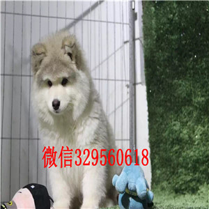 广元哪里能买到纯种阿拉斯加纯种的阿拉斯加多少钱阿拉斯加能长多少斤阿拉斯加图片