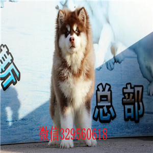 汕头哪里有卖阿拉斯加犬熊版阿拉斯加阿拉斯加