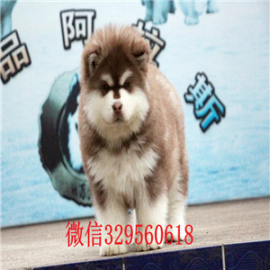 周口哪里有卖阿拉斯加犬黑色阿拉斯加阿拉斯加