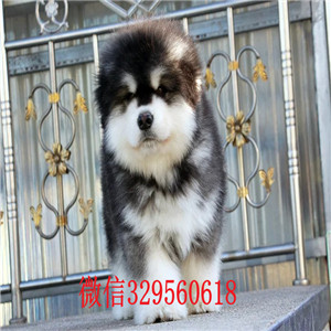 朝阳哪里有卖阿拉斯加犬红色阿拉斯加阿拉斯加