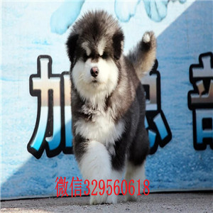 滨州哪里有卖阿拉斯加犬黑色阿拉斯加阿拉斯加