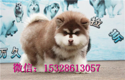 潍坊哪里的阿拉斯加健康纯种阿拉斯加多少钱巨