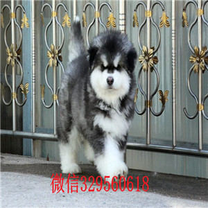 潍坊哪里有卖阿拉斯加犬黑色阿拉斯加阿拉斯加
