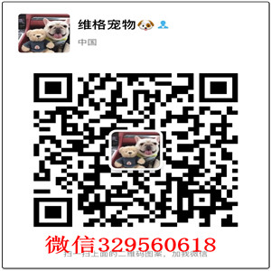 荆州哪里有卖阿拉斯加阿拉斯加图片熊版阿拉斯