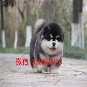  汕头出售十字脸大骨骼阿拉期加幼犬，纯种大骨