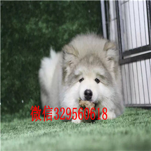 锡林郭勒哪里能买到阿拉斯加灰色阿拉斯加十字