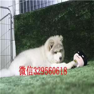 漯河哪里出售纯种阿拉斯加红色阿拉斯加阿拉斯