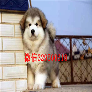  东营哪里有熊版阿拉斯加卖十字脸巨型阿拉斯