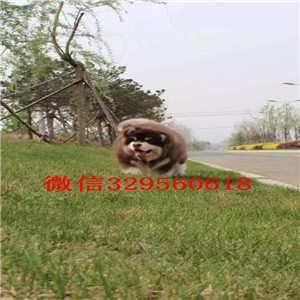 朝阳哪里出售纯种阿拉斯加黑色阿拉斯加阿拉斯