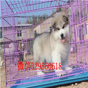 鸡西哪里出售纯种阿拉斯加黑色阿拉斯加十字脸