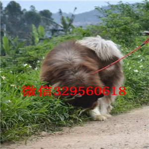 赤峰出售纯种阿拉斯加犬灰色阿拉斯加熊版阿拉