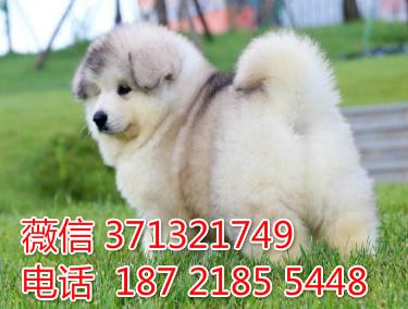 阿拉斯加犬出售，灰色巨型犬阿拉斯加犬狗狗 苏州犬舍