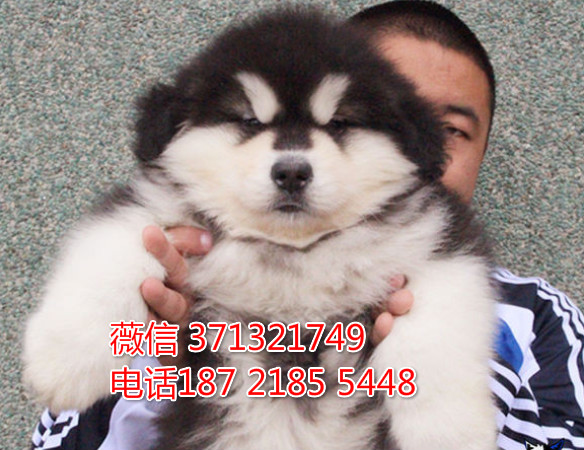 郑州阿拉斯加犬出售纯种幼犬，熊版 灰色红色阿