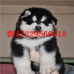  东营哪里有纯种阿拉斯加卖巨型阿拉斯加多少