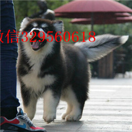 荆州哪里有卖阿拉斯加白色阿拉斯加多少钱巨型