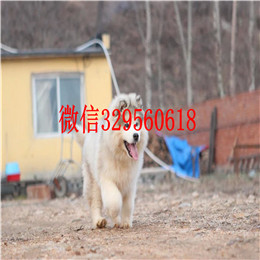 朝阳哪里能买到阿拉斯加灰色阿拉斯加多少钱阿