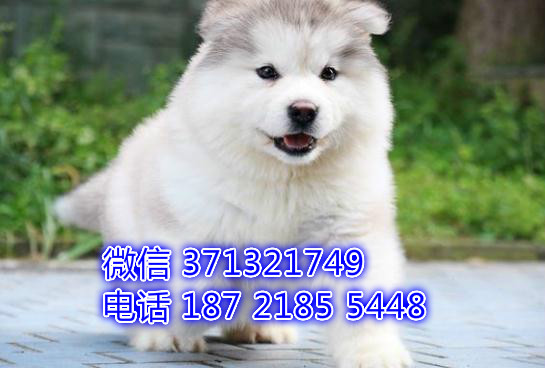 重庆本地出售阿拉斯加犬，灰色阿拉斯加，巨型犬可爱 肥嘟嘟