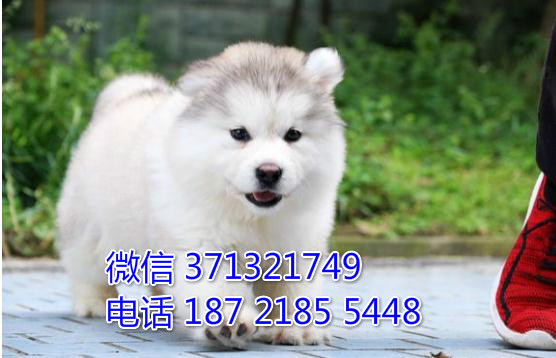 重庆本地出售阿拉斯加犬，灰色阿拉斯加，巨型犬可