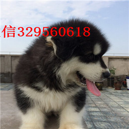 甘孜哪里能买到阿拉斯加灰色阿拉斯加多少钱标