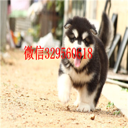 鸡西哪里有卖阿拉斯加灰色阿拉斯加多少钱巨型