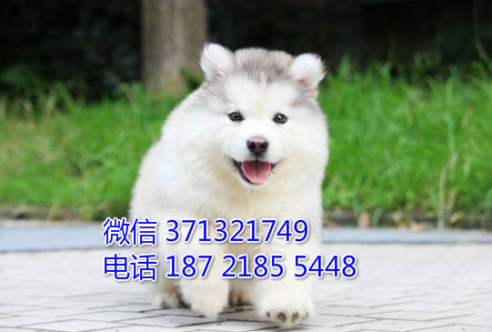 重庆本地出售阿拉斯加犬，灰色阿拉斯加，巨型犬可爱 肥嘟嘟