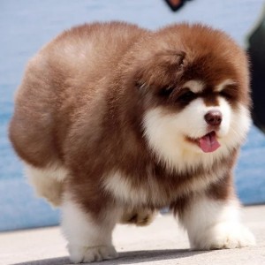 庆阳出售纯种阿拉斯加红色阿拉斯加多少钱阿拉