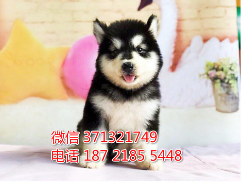 阿拉斯加犬出售 南宁本地一窝灰色阿拉斯加犬