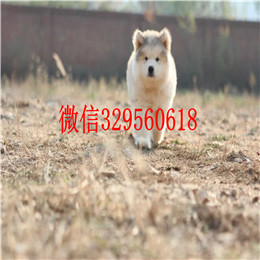  福州哪里有卖阿拉斯加专业繁育阿拉斯加黑色