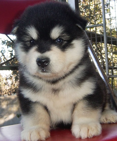 思茅买狗 思茅买阿拉斯加 思茅宠物网