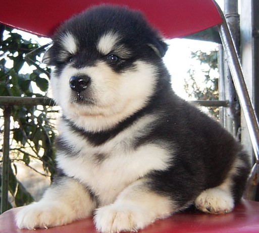 德宏陇川县买阿拉斯加 云南本地狗场出售阿拉