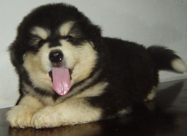 昭通镇雄买阿拉斯加请来专业狗场选购