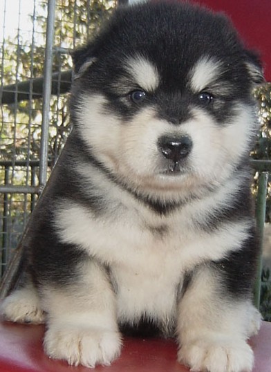 丽江买阿拉斯加请进 狗场直销阿拉斯加