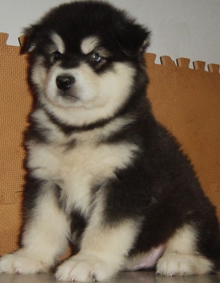 保山买阿拉斯加 狗场专业繁殖出售阿拉斯加