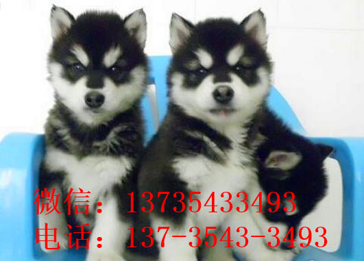 青海犬舍出售纯种阿拉斯加雪橇犬幼犬领养狗狗